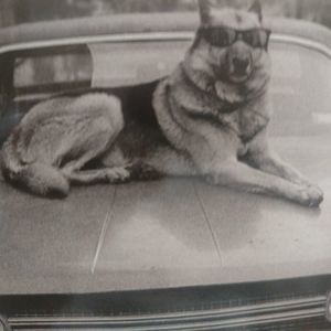 Meet your Posher, Heidi